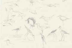 Echasse-blanche-croquis-rapides